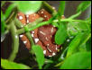yuffiefoliage2