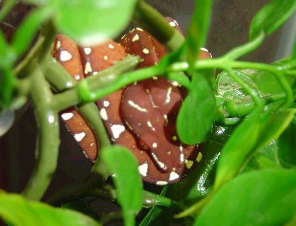 yuffiefoliage2