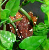 yuffiefoliage