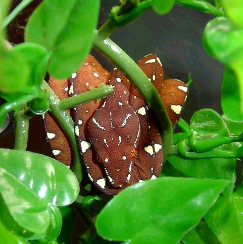 yuffiefoliage