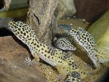 This is my trio of E. macularius