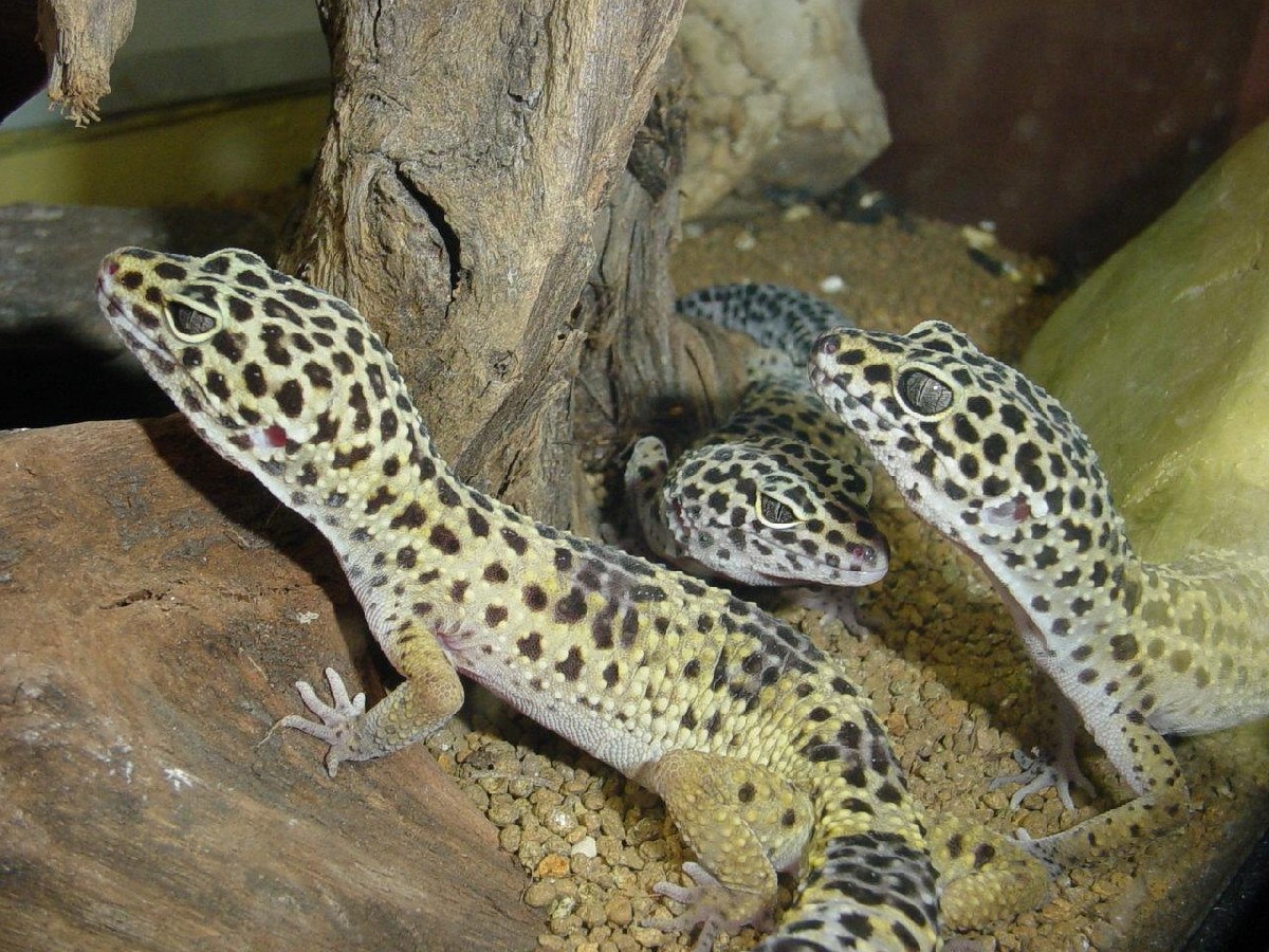This is my trio of E. macularius