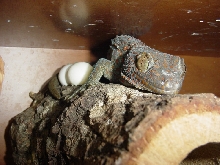 The female guarding the eggs.....amazing eh??
