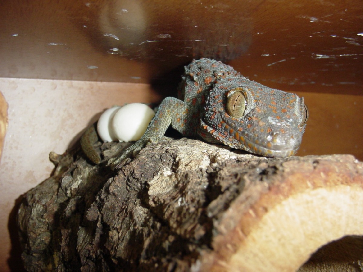 The female guarding the eggs.....amazing eh??