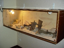 E. macularius Viv