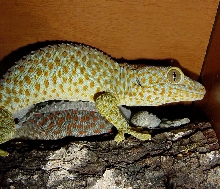Tokay Female