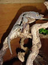 Tokay Male