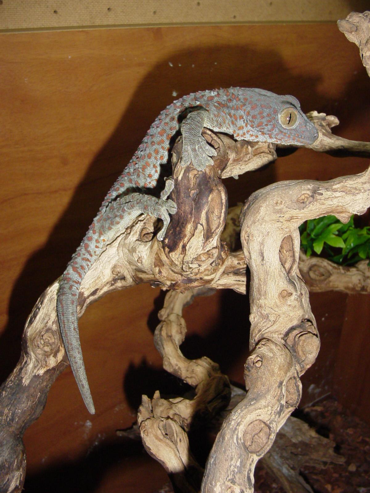 Tokay Male