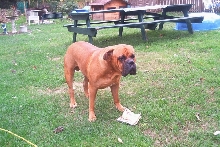 Zeus