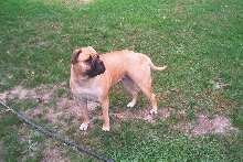 Zena