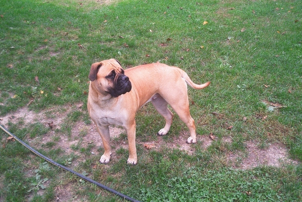 Zena