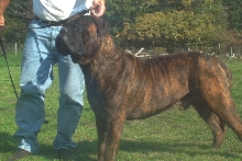Fall brooks Diesel   (Pepper)