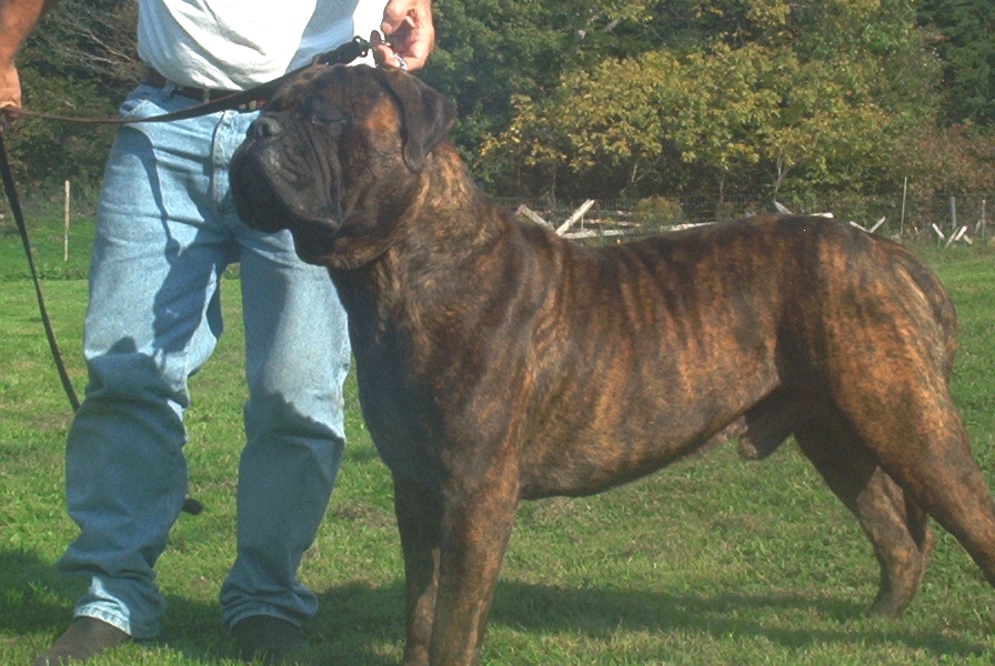 Fall brooks Diesel   (Pepper)