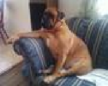 Zeus @ 7yrs.