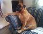 Zeus @ 7yrs.