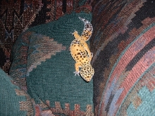 Gator