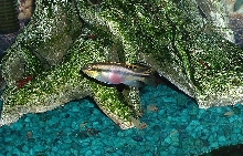 kribensis