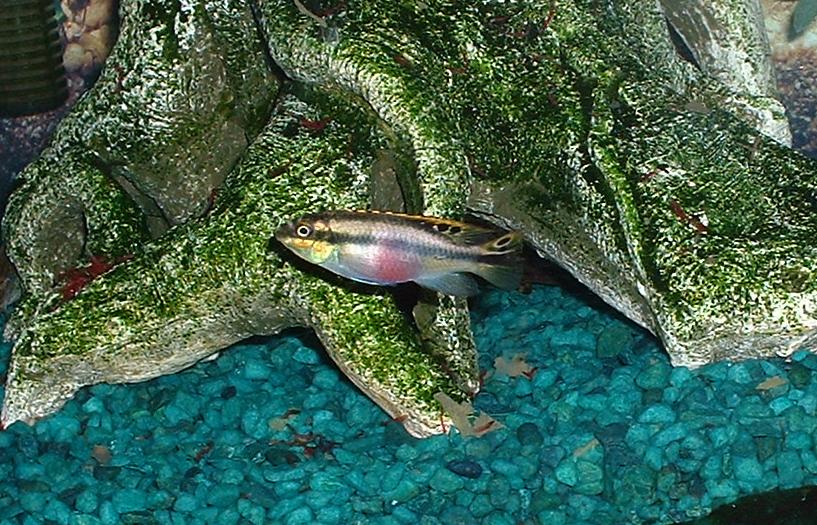 kribensis