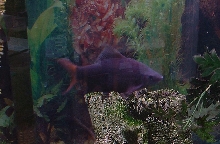 Red tail shark