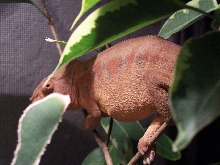 female ambilobe