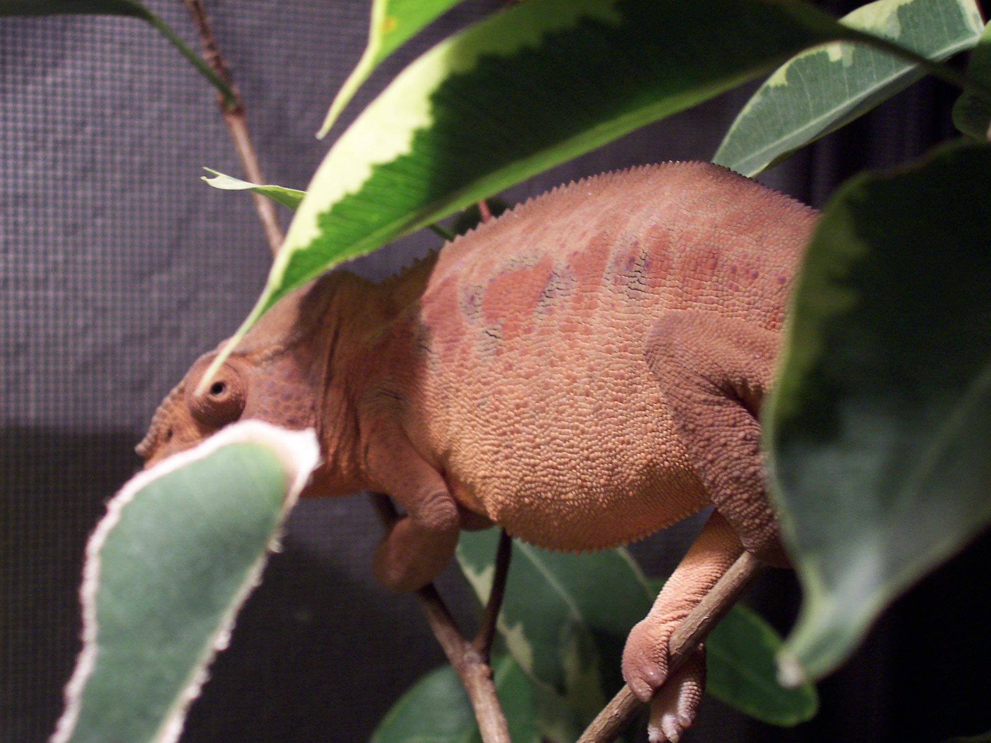 female ambilobe
