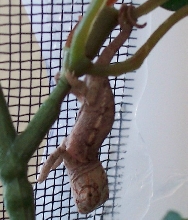 baby ambilobe