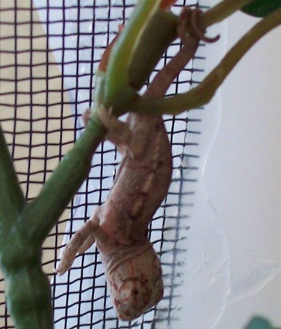 baby ambilobe