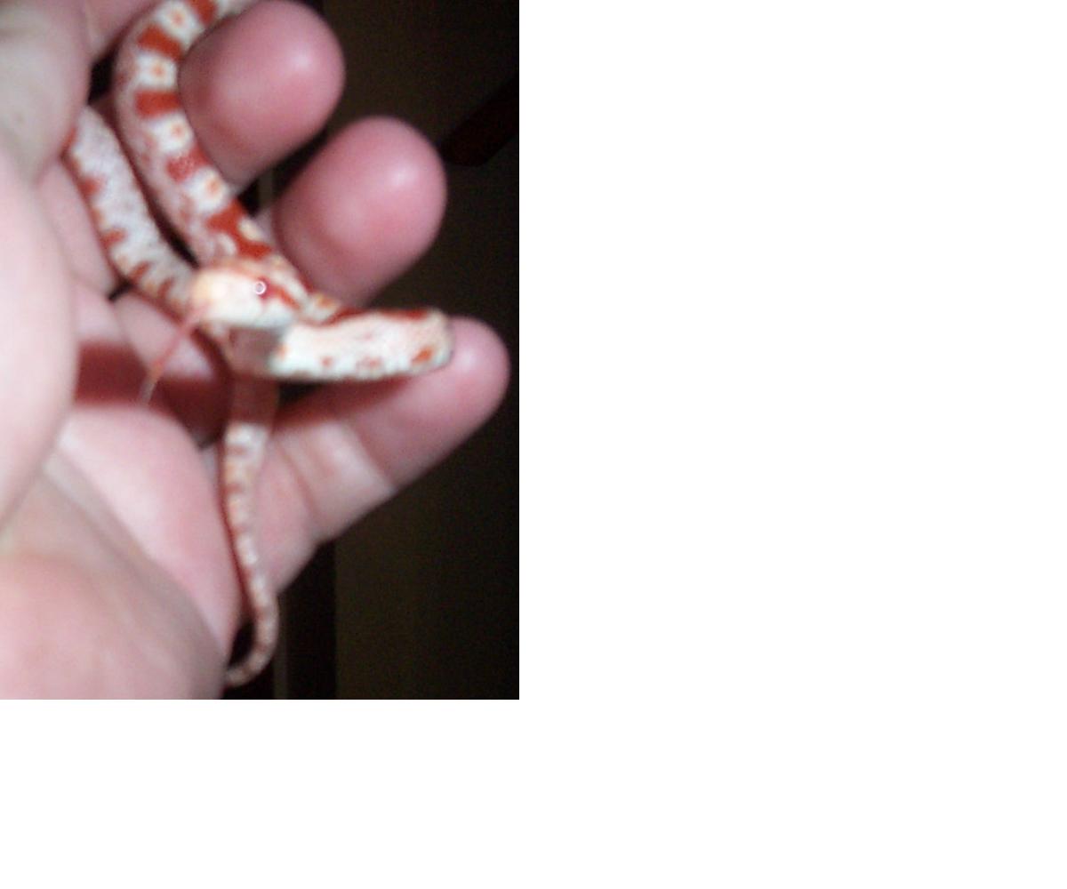 pepper