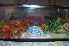 frostys enclosure