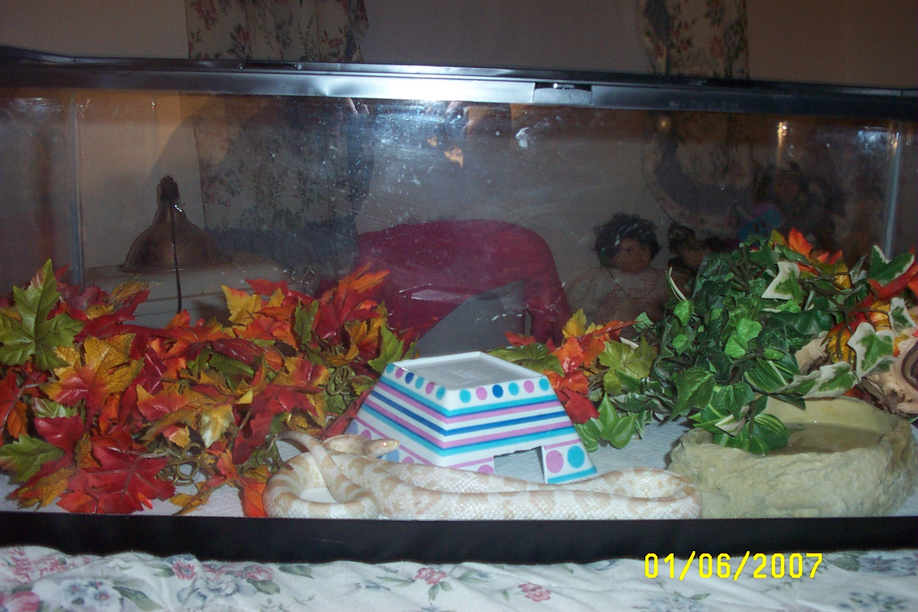 frostys enclosure