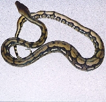 zacks  male tiger retic
