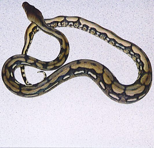 zacks  male tiger retic