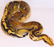 zacks borneo blood python