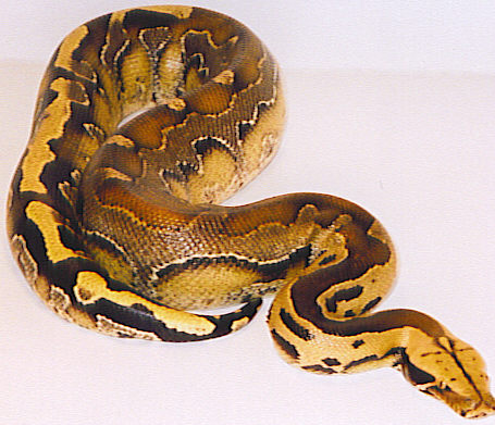 zacks borneo blood python
