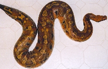 zacks 6 foot red blood python