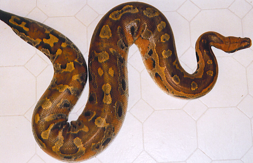 zacks 6 foot red blood python