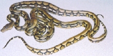 zacks pair of tiger retics