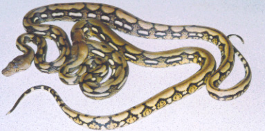 zacks pair of tiger retics