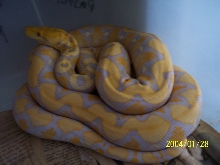 zacks male lavender retic