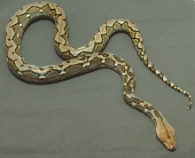 weird striped retic