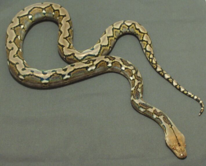 weird striped retic