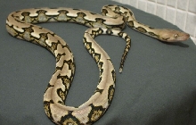 tiger retic