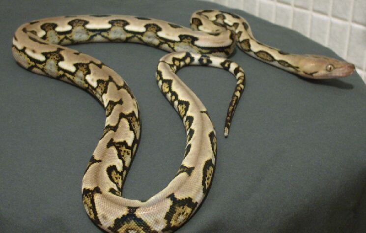 tiger retic