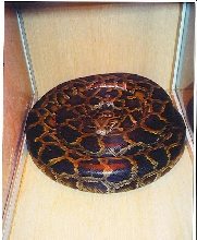 zacks BIG female burmese python