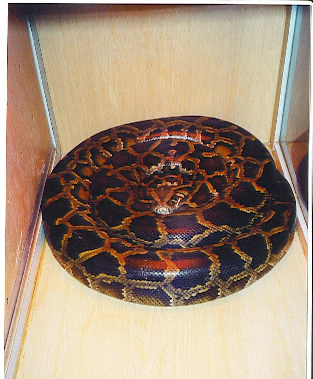 zacks BIG female burmese python