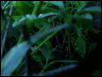 1 day old