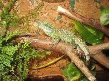 Jango my water dragon