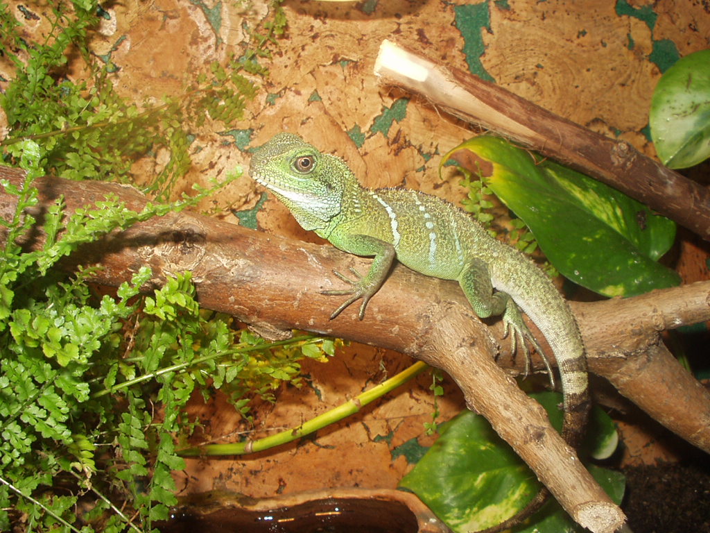 Jango my water dragon