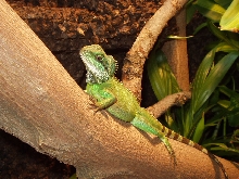 My water dragon