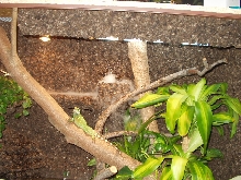 My WD terrarium pic2